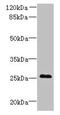 Chromosome 11 Open Reading Frame 53 antibody, CSB-PA809008LA01HU, Cusabio, Western Blot image 