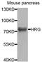 Histidine Rich Glycoprotein antibody, orb374122, Biorbyt, Western Blot image 