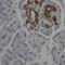 Sin3A Associated Protein 130 antibody, FNab07595, FineTest, Immunohistochemistry frozen image 