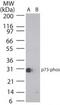 Tumor Protein P73 antibody, PA1-41357, Invitrogen Antibodies, Western Blot image 