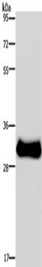 Four And A Half LIM Domains 3 antibody, TA349986, Origene, Western Blot image 
