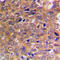 ABL Proto-Oncogene 1, Non-Receptor Tyrosine Kinase antibody, LS-C351778, Lifespan Biosciences, Immunohistochemistry frozen image 