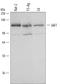 Janus Kinase 1 antibody, AF602, R&D Systems, Western Blot image 