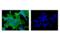 c-Myc antibody, 2278S, Cell Signaling Technology, Immunofluorescence image 