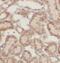 FAM20C Golgi Associated Secretory Pathway Kinase antibody, FNab02979, FineTest, Immunohistochemistry paraffin image 