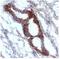 Nitrotyrosine antibody, AM26141PU-N, Origene, Immunohistochemistry frozen image 