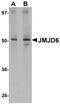 Jumonji Domain Containing 6, Arginine Demethylase And Lysine Hydroxylase antibody, PA5-20808, Invitrogen Antibodies, Western Blot image 
