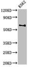 Butyrylcholinesterase antibody, orb400404, Biorbyt, Western Blot image 