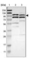 Mitogen-Activated Protein Kinase Kinase Kinase 21 antibody, NBP1-90950, Novus Biologicals, Western Blot image 