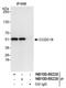 Zinc finger protein 830 antibody, NB100-68228, Novus Biologicals, Immunoprecipitation image 