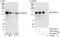 LRR Binding FLII Interacting Protein 1 antibody, A303-079A, Bethyl Labs, Immunoprecipitation image 