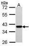 Paired box protein Pax-9 antibody, PA5-28044, Invitrogen Antibodies, Western Blot image 