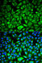 Phosphatidylethanolamine Binding Protein 1 antibody, 13-208, ProSci, Immunoprecipitation image 