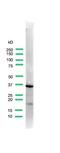 Uroplakin-3a antibody, PA5-32636, Invitrogen Antibodies, Western Blot image 