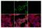 Microtubule Associated Protein 1 Light Chain 3 Beta antibody, 83506S, Cell Signaling Technology, Immunofluorescence image 