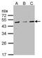 25-hydroxycholesterol 7-alpha-hydroxylase antibody, PA5-28121, Invitrogen Antibodies, Western Blot image 