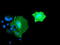 Bridging Integrator 3 antibody, TA502145, Origene, Immunofluorescence image 