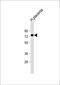 Peptidoglycan Recognition Protein 2 antibody, 61-235, ProSci, Western Blot image 