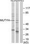 MutY DNA Glycosylase antibody, TA314220, Origene, Western Blot image 