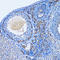 Oxoglutarate Dehydrogenase antibody, LS-C334679, Lifespan Biosciences, Immunohistochemistry frozen image 