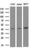 Mitogen-Activated Protein Kinase Kinase 2 antibody, GTX84166, GeneTex, Western Blot image 