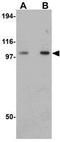 Family With Sequence Similarity 120B antibody, GTX85254, GeneTex, Western Blot image 