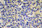 A-LAP antibody, LS-C176836, Lifespan Biosciences, Immunohistochemistry frozen image 
