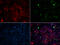 CETN2 antibody, 19-637, ProSci, Immunofluorescence image 