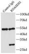 Ribonuclease H1 antibody, FNab07327, FineTest, Immunoprecipitation image 