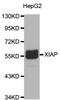 X-Linked Inhibitor Of Apoptosis antibody, abx123393, Abbexa, Western Blot image 