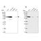 Immunity Related GTPase Q antibody, NBP1-94049, Novus Biologicals, Western Blot image 