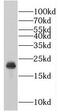 Rab Acceptor 1 antibody, FNab07051, FineTest, Western Blot image 