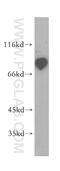 Prolyl 3-Hydroxylase 3 antibody, 16023-1-AP, Proteintech Group, Western Blot image 