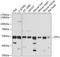 Eukaryotic Translation Termination Factor 1 antibody, 19-944, ProSci, Western Blot image 