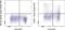 CD90.1 antibody, 63-0900-82, Invitrogen Antibodies, Flow Cytometry image 