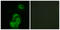 5-Hydroxytryptamine Receptor 2A antibody, LS-C291279, Lifespan Biosciences, Immunofluorescence image 