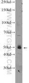 WD repeat domain phosphoinositide-interacting protein 1 antibody, 25204-1-AP, Proteintech Group, Western Blot image 