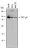 Signal Transducer And Activator Of Transcription 1 antibody, PAF-ST1, R&D Systems, Western Blot image 
