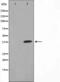 DNA repair protein XRCC3 antibody, orb224585, Biorbyt, Western Blot image 