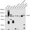 Heparanase 2 (Inactive) antibody, 23-476, ProSci, Western Blot image 