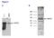 Methyl-CpG Binding Domain 4, DNA Glycosylase antibody, TA347242, Origene, Western Blot image 