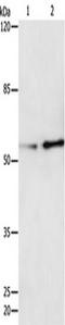 CRAF1 antibody, TA323771, Origene, Western Blot image 