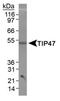 Perilipin-3 antibody, PA1-46160, Invitrogen Antibodies, Western Blot image 