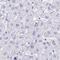 Spermatid Associated antibody, NBP1-86593, Novus Biologicals, Immunohistochemistry paraffin image 
