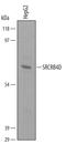Scavenger Receptor Cysteine Rich Family Member With 4 Domains antibody, AF5654, R&D Systems, Western Blot image 