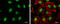 Cohesin subunit SA-2 antibody, GTX130298, GeneTex, Immunofluorescence image 