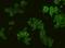 Protein Serine Kinase H1 antibody, orb378386, Biorbyt, Immunofluorescence image 