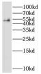 Src Homology 2 Domain Containing F antibody, FNab07846, FineTest, Western Blot image 