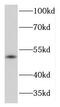 Killer cell immunoglobulin-like receptor 3DL1 antibody, FNab04583, FineTest, Western Blot image 
