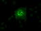 Solute Carrier Family 2 Member 6 antibody, M11862, Boster Biological Technology, Immunofluorescence image 